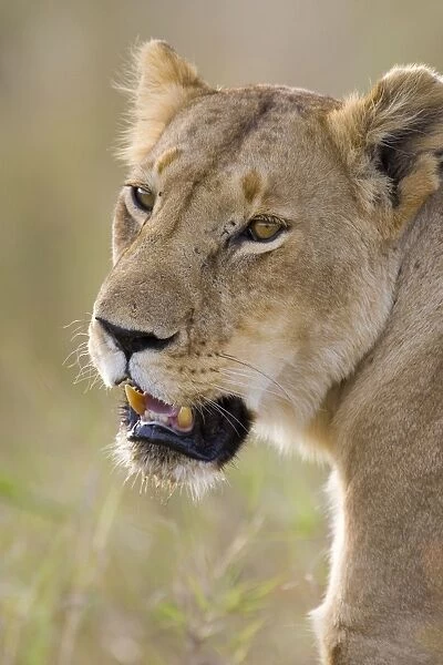 Lion - adult female - Masai Mara Reserve - Kenya