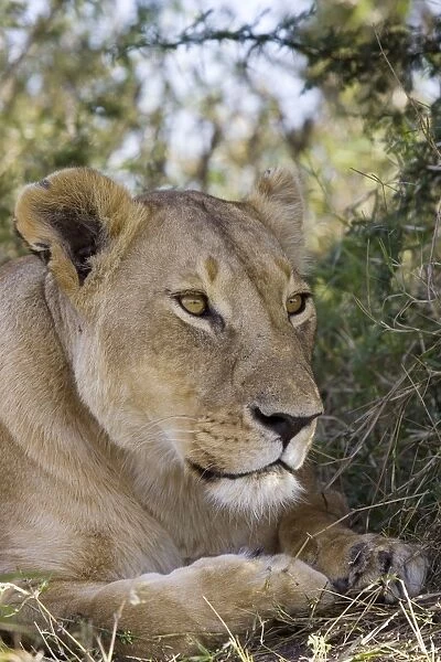 Lion - adult female watching prey - Masai Mara Reserve - Kenya