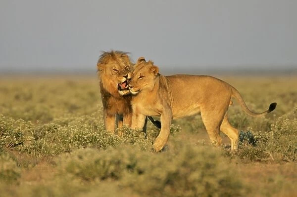 Lion adult male reprimanding a young one Etosha National Park, Namibia, Africa