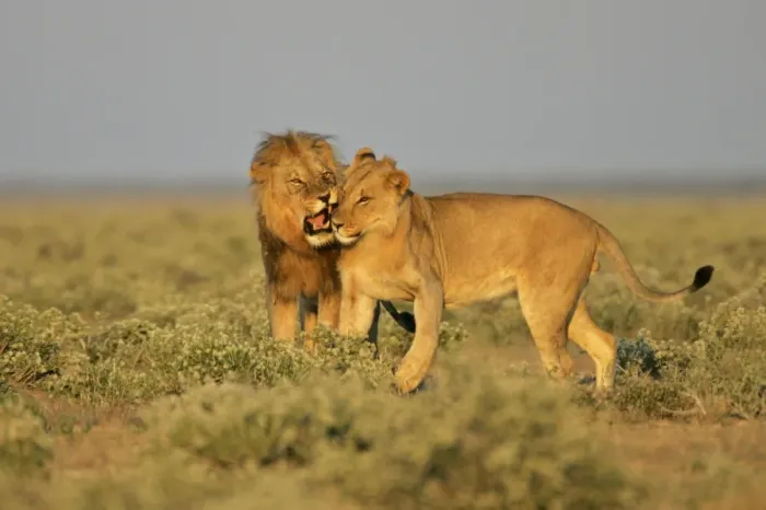 Framed Print : Lion adult male reprimanding a young one Etosha National Park, Namibia, Africa Framed Print : Lion adult male reprimanding a young one Etosha National Park, Namibia, Africa
