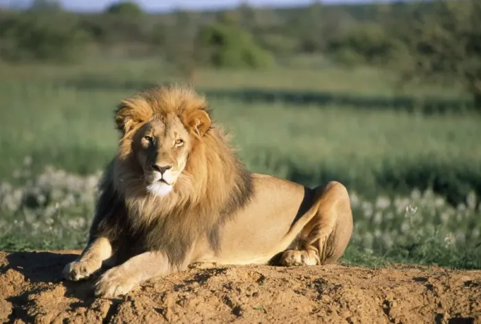 Framed Print : Lion Africa Framed Print : Lion Africa