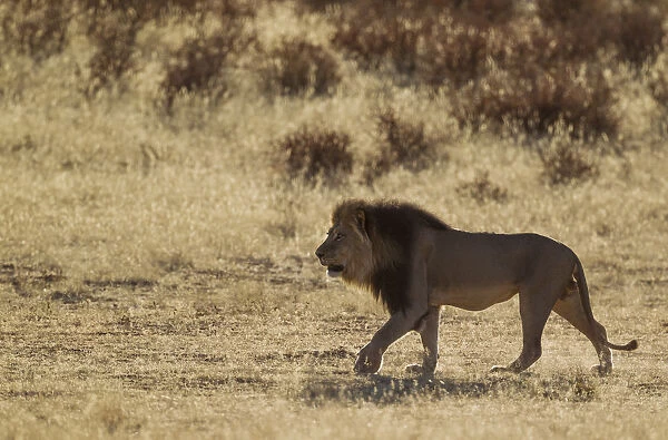 Lion - black-maned Kalahari male - roaming in the