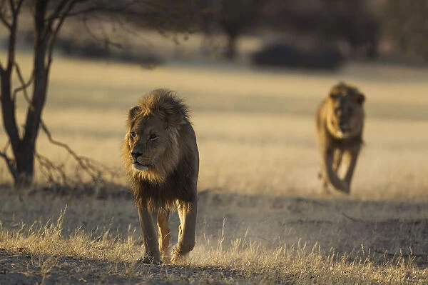 Lion - two black-maned Kalahari males - roaming