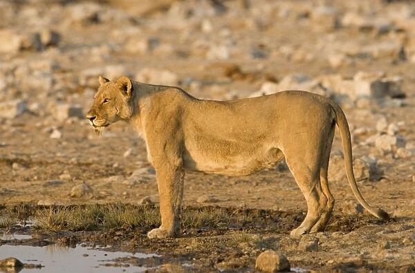 Lion Full body portrait of a lioness in early morning light Etosha National Park, Namibia, Africa