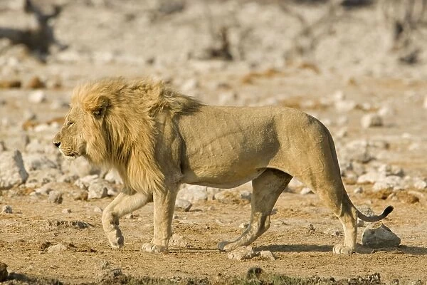 Lion Full body portrait of pride male on the move Etosha National Park, Namibia, Africa