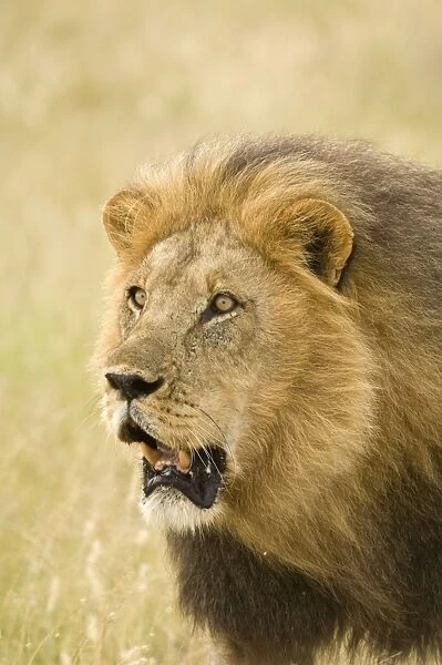Lion - close up of lion pursuing rival through territory - Kalahari - Botswana