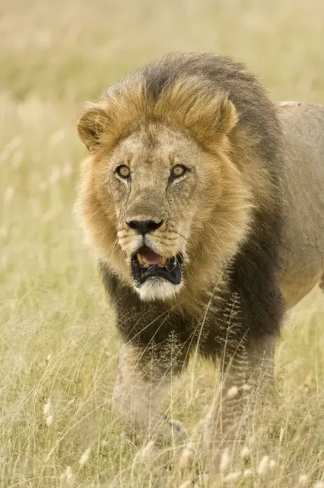 Framed Print : Lion - close up of lion pursuing rival through territory - Kalahari - Botswana Framed Print : Lion - close up of lion pursuing rival through territory - Kalahari - Botswana