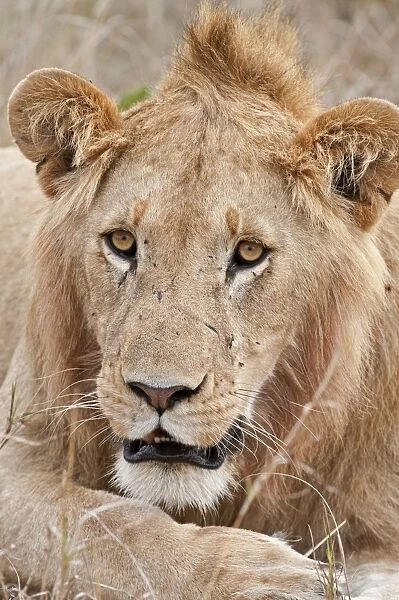 Lion - close up of males head - Masai Mara - Kenya