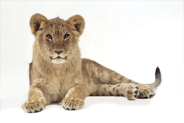 Lion cub (approx 16 weeks old) laying down