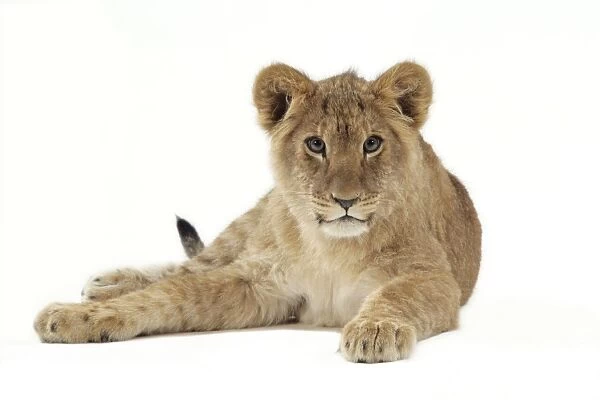 Lion cub (approx 16 weeks old) laying