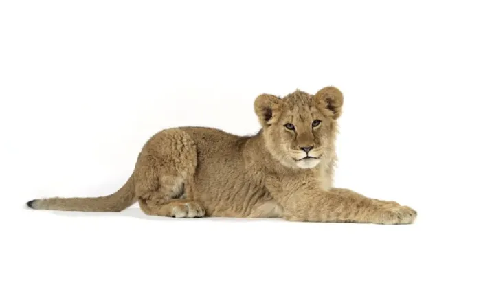 Framed Print : Lion cub (approx 16 weeks old) laying Framed Print : Lion cub (approx 16 weeks old) laying