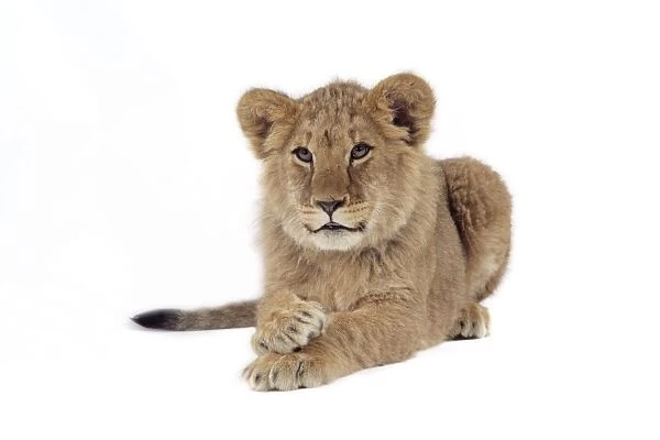 Lion cub (approx 16 weeks old) laying with paws crossed
