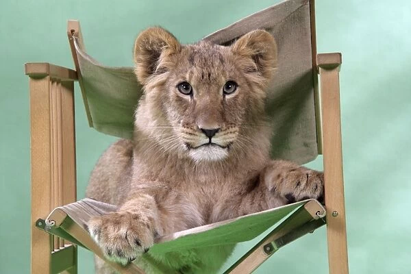 Lion cub (approx 16 weeks old) sitting on safari chair