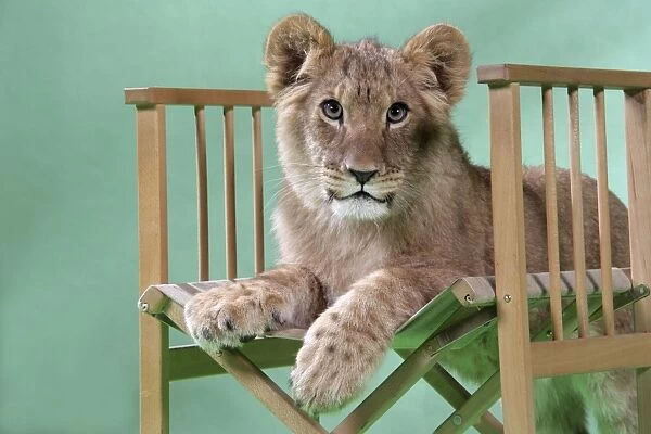 Lion cub (approx 16 weeks old) sitting on safari chair