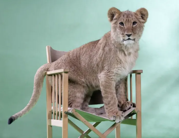 Framed Print : Lion cub (approx 16 weeks old) sitting on safari chair Framed Print : Lion cub (approx 16 weeks old) sitting on safari chair
