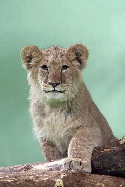 Lion cub (approx 16 weeks old) standing on log
