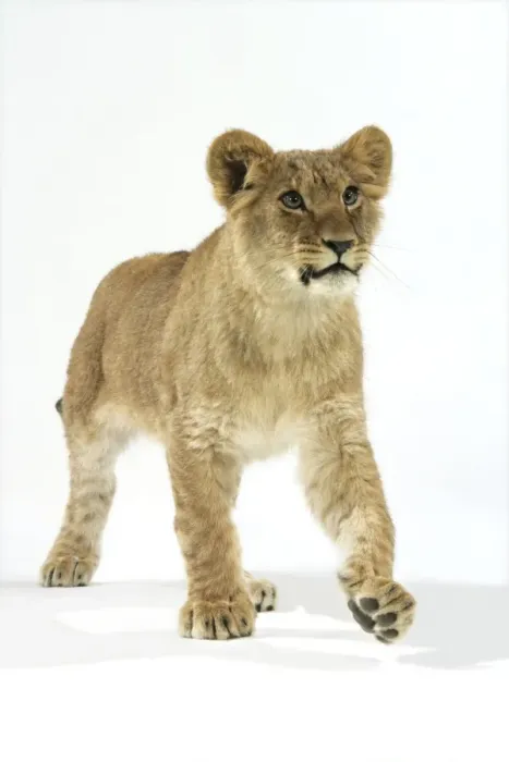 Framed Print : Lion cub (approx 16 weeks old) walking Framed Print : Lion cub (approx 16 weeks old) walking