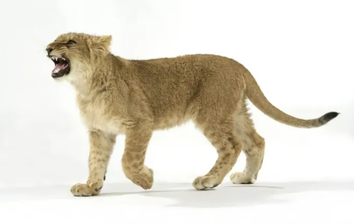 Framed Print : Lion cub (approx 16 weeks old) walking Framed Print : Lion cub (approx 16 weeks old) walking