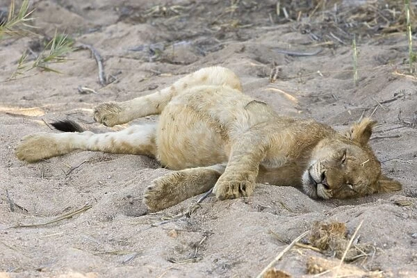Lion - cub with full belly sleeping - Mala Mala Reserve - South Africa