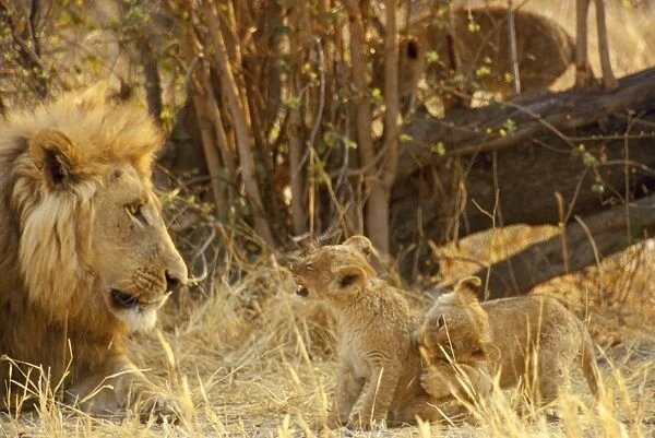 Lion - and cub - Botswana - Africa