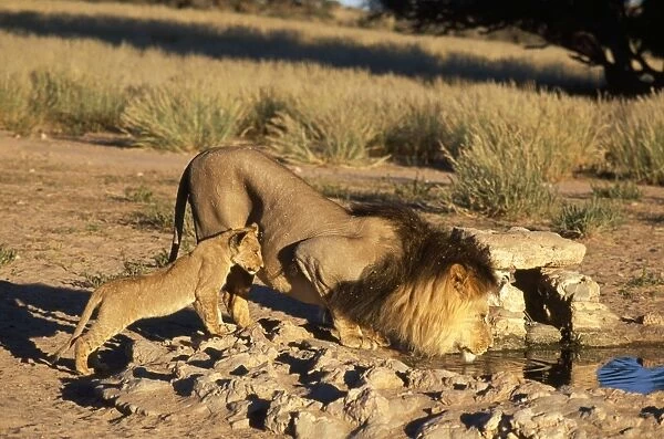 Lion - and cub - Chobe National Park - Botswana
