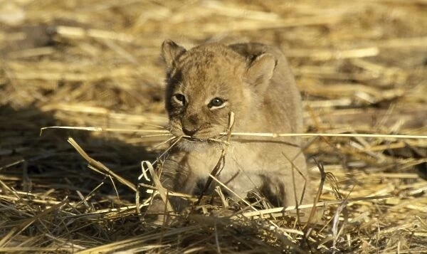 Lion Cub CRH 892 6 week old lion cub with dried grass in mouth - Moremi, Botswana Panthera leo © Chris Harvey  /  ARDEA LONDON