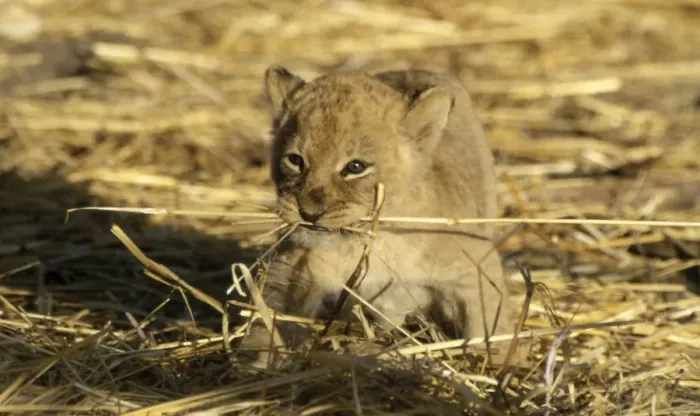 Framed Print : Lion Cub CRH 892 6 week old lion cub with dried grass in mouth - Moremi, Botswana Panthera leo © Chris Harvey / ARDEA LONDON Framed Print : Lion Cub CRH 892 6 week old lion cub with dried grass in mouth - Moremi, Botswana Panthera leo © Chris Harvey / ARDEA LONDON