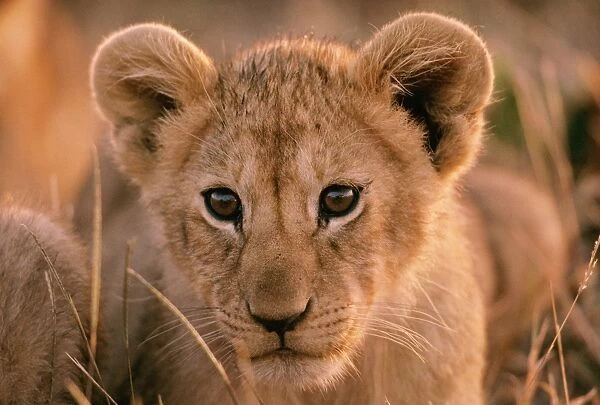 Lion cub FL 569 Maasai Mara, Kenya Panthera leo © Ferrero-Labat  /  ardea. com