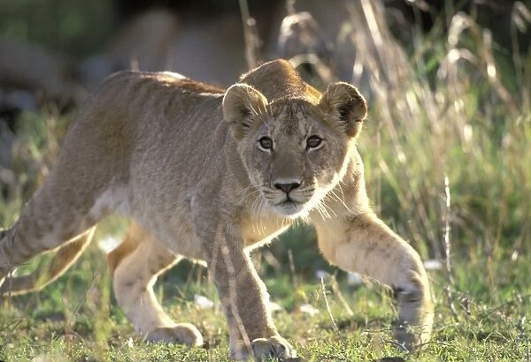 Lion Cub. Maasai Mara - Kenya - Africa