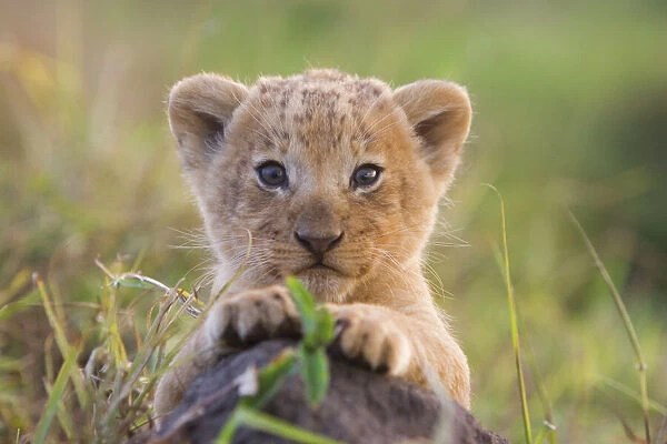 Lion - cub - Masai Mara Triangle - Kenya