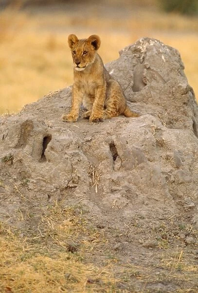 Lion - cub on mound - Botswana