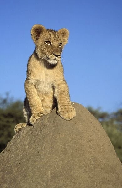Lion Cub - on mound. Maasai Mara - Kenya - Africa