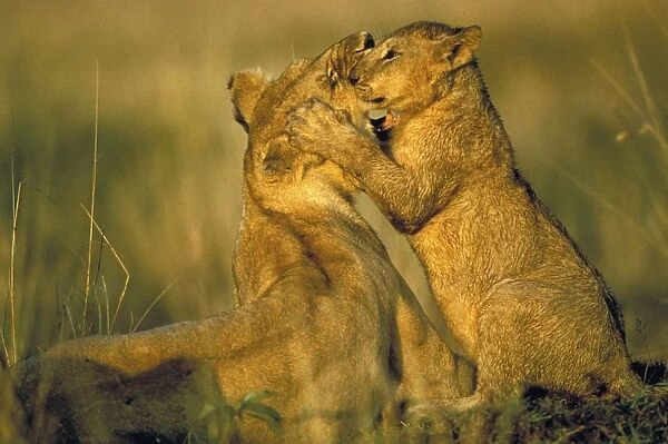 Lion Cub playing with mother. Maasai Mara - Kenya - Africa