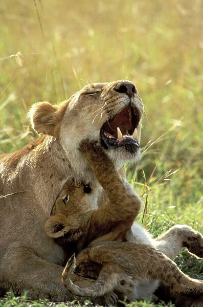 Lion Cub playing with mother. Maasai Mara - Kenya - Africa