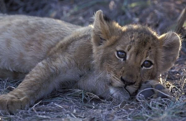 Lion - Cub resting with full belly after good meal Sabi Sabi private game reserve, South Africa