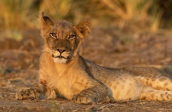 Lion - Cub resting at sunset Sabi Sabi Private Game Reserve, South Africa