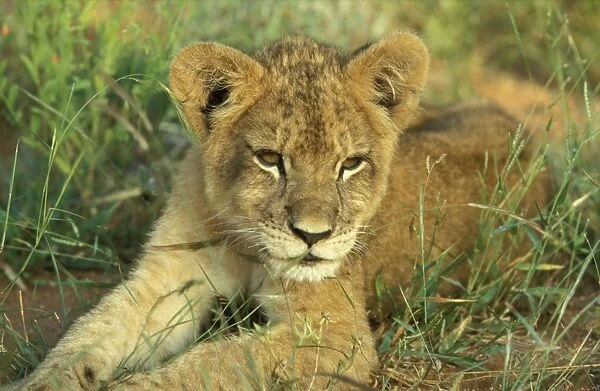 Lion - Cub resting Tshukudu Game Reserve, South Africa