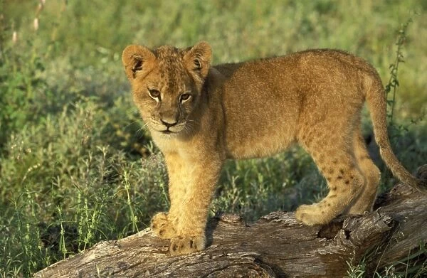 Lion - Cub, standing on a log watching Tshukudu Game Reserve, South Africa