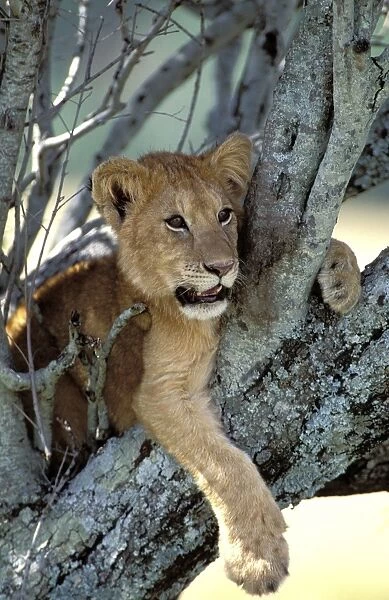 Lion Cub in tree. Maasai Mara - Kenya - Africa