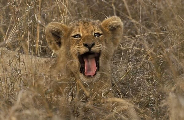Lion - Cub yawning Sabi Sabi private game reserve, South Africa