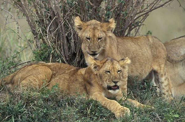 Lion - two cubs