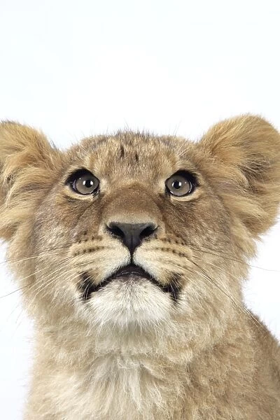 Lion cub's (approx 16 weeks old) face