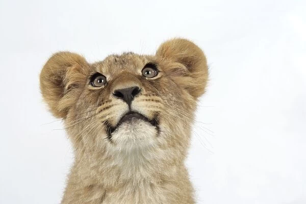 Lion cub's (approx 16 weeks old) face