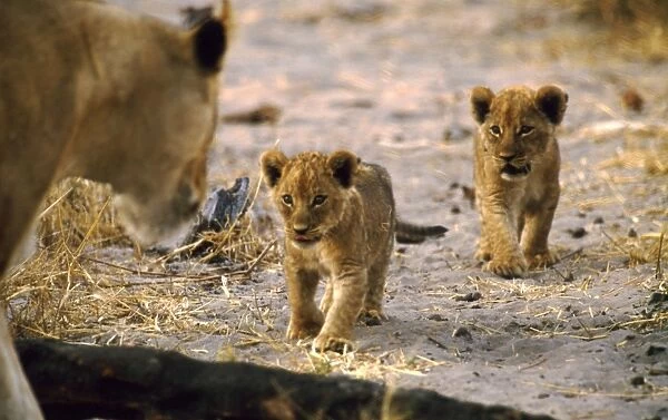 Lion cubs CRH 890 Respond to the call of their mother - Moremi, Botswana Panthera leo © Chris Harvey  /  ARDEA LONDON