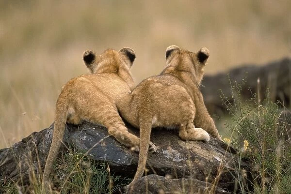 Lion Cubs - two lying on rocks. Maasai Mara - Kenya - Africa