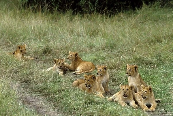 Lion Cubs. Maasai Mara. Kenya, Africa