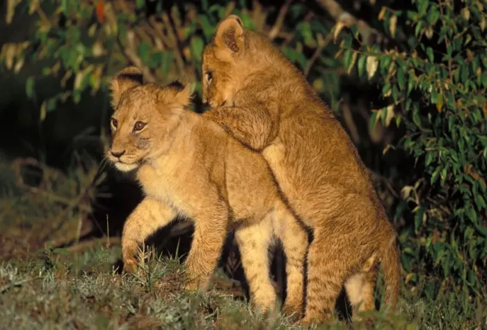 Framed Print : Lion Cubs. Maasai Mara Kenya, Africa Framed Print : Lion Cubs. Maasai Mara Kenya, Africa