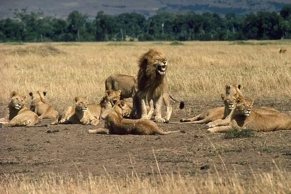 Lion - family pride