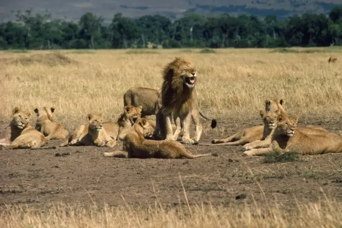 Framed Print : Lion - family pride Framed Print : Lion - family pride