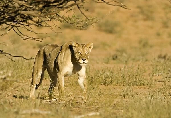 Lion - female emerging from behind a bush - Kgalagadi Transfrontier Park - Kalahari - South Africa - Africa